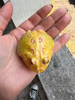 Prachtige knalgele hoornkikker “pikachu”, Dieren en Toebehoren, Reptielen en Amfibieën, Slang