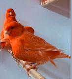 Te koop roodvetsof poppen, Meerdere dieren, Kleurkanarie