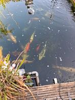 Koi,s, Dieren en Toebehoren, Vissen | Vijvervissen, Steur