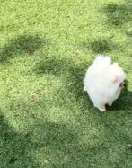 Pomeriaan schattig lief en klein .nog 1 reutje beschikbaar, CDV (hondenziekte), 8 tot 15 weken, Poolhond, Meerdere