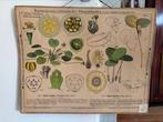 Vintage botanische (school) plaat (74 x 60 cm), Antiek en Kunst, Antiek | Schoolplaten, Ophalen of Verzenden, Natuur en Biologie
