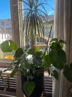 Grote Monstera Plant in Pot, Huis en Inrichting, Kamerplanten, Ophalen, 100 tot 150 cm, Overige soorten, Halfschaduw