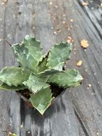 Agave potatorum, Tuin en Terras, Planten | Tuinplanten, Ophalen of Verzenden, Overige soorten, Volle zon
