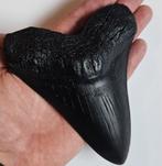 Replica Megalodontand, 14 cm groot, mooie details, Ophalen of Verzenden
