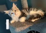 MainCoone kittens - 14 weekjes oud mogen weg, Dieren en Toebehoren, Katten en Kittens | Raskatten | Langhaar, Ontwormd