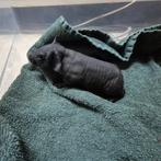 2 jonge skinny cavia broertjes, Dieren en Toebehoren, Knaagdieren, Cavia, Mannelijk, December, Tam