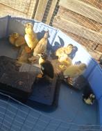 Eend indische loopeend, Dieren en Toebehoren, Geslacht onbekend, Eend