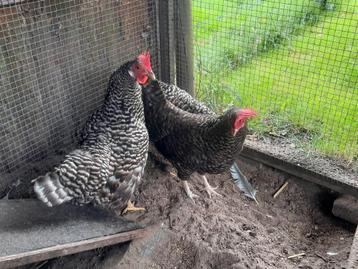 Twee prachtige kriel hennen koekkoek  beschikbaar voor biedingen
