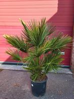 Mediteraanse planten weekend planten te koop, Ophalen of Verzenden, Zomer, Overige soorten, Volle zon