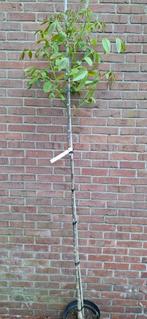 Juglans regia, walnoot, Tuin en Terras, Planten | Bomen, Ophalen