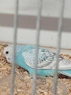 T,k mooie jongen grasparkietjes, Dieren en Toebehoren, Vogels | Parkieten en Papegaaien, Meerdere dieren, Parkiet, Geringd