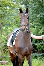 Te koop: 4 jarige merrie, Dieren en Toebehoren, Paarden, Merrie, Gechipt, Dressuurpaard, 3 tot 6 jaar