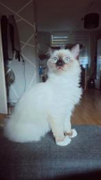 LAATSTE Ragdoll 100 % per direct beschikbaar, Dieren en Toebehoren, Katten en Kittens | Raskatten | Korthaar, Gechipt