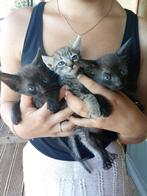 Gestreepte & zwarte Portugese kittens, Dieren en Toebehoren, Katten en Kittens | Overige Katten, Poes