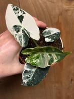 Alocasia frydek variegata plant albo white wit marble, Huis en Inrichting, Ophalen of Verzenden, Halfschaduw, Minder dan 100 cm