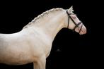 Lieve cremello D pony hengst, Dieren en Toebehoren, Paarden, Gechipt, Minder dan 160 cm, Z, Dressuurpaard