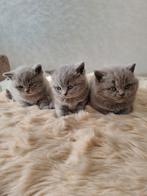 Britse korthaar kittens, Dieren en Toebehoren, Katten en Kittens | Raskatten | Korthaar, Meerdere dieren, Ontwormd, 0 tot 2 jaar