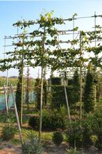 Leilindes (Tilliacordata `Greenspire`), Tuin en Terras, Ophalen, Bloeit niet, Leiboom, Halfschaduw