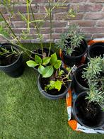 Boerenhortensia – felroze bloei, Vaste plant, Halfschaduw, Zomer, Ophalen