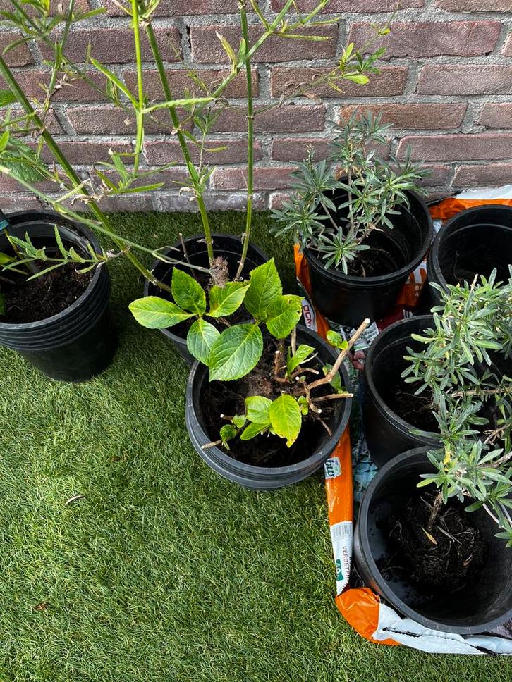 Boerenhortensia – felroze bloei, Tuin en Terras, Planten | Tuinplanten, Vaste plant, Overige soorten, Halfschaduw, Zomer, Ophalen