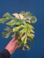 Rhaphidophora Tetrasperma Albo Variegata p15 (3)