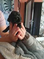 Amerikaanse cocker spaniels, Dieren en Toebehoren, Honden | Retrievers, Spaniëls en Waterhonden, 8 tot 15 weken, Meerdere, Meerdere dieren
