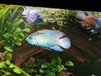 Electric blue acara te ruil, Dieren en Toebehoren, Vissen | Aquariumvissen