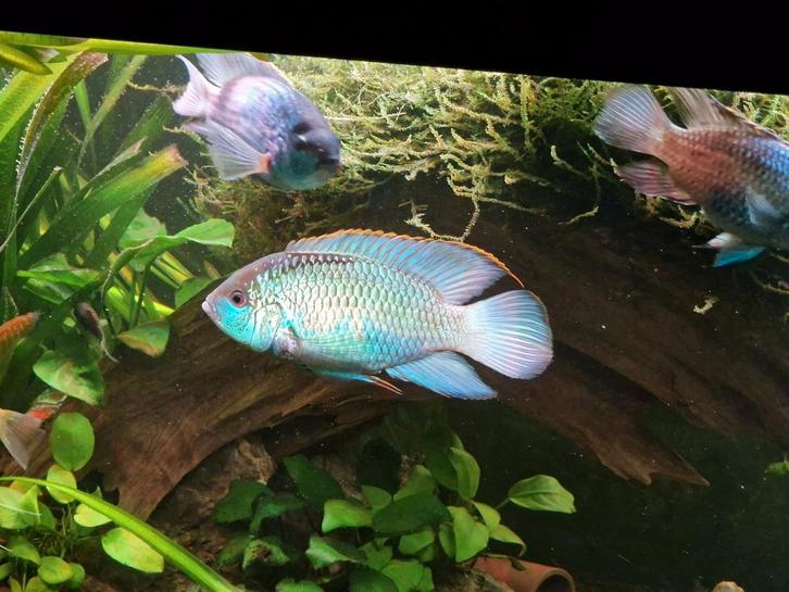 Electric blue acara te ruil, Dieren en Toebehoren, Vissen | Aquariumvissen