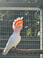 Inca kaketoe man voor de  kweek  is van kweek 2025, Dieren en Toebehoren, Vogels | Parkieten en Papegaaien, Mannelijk, Papegaai