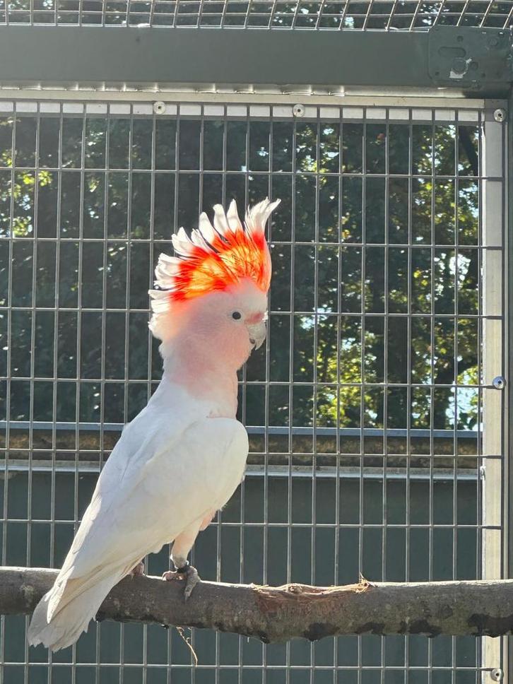Inca kaketoe man voor de  kweek  is van kweek 2025, Dieren en Toebehoren, Vogels | Parkieten en Papegaaien, Papegaai, Mannelijk