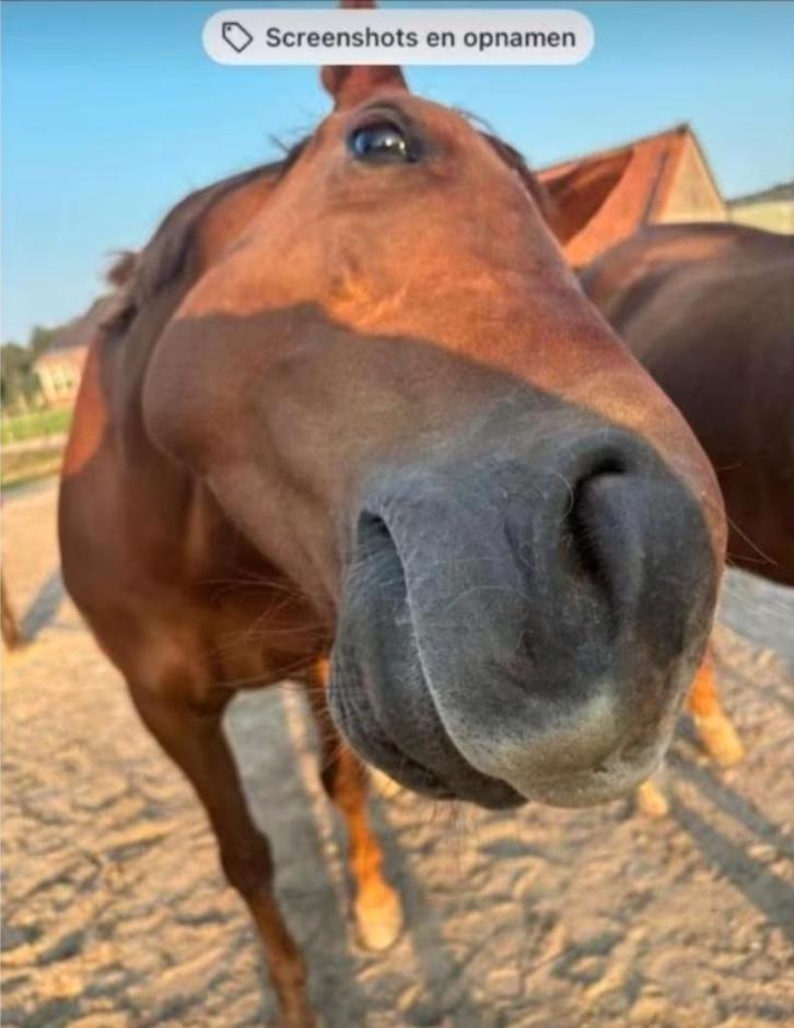 3 verzorgpaarden aangeboden Alverna, Dieren en Toebehoren, Paarden en Pony's | Verzorgingsproducten, Nieuw, Ophalen of Verzenden