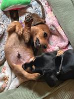 2 prachtige dwerg teckeltjes reutjes, Dieren en Toebehoren, Honden | Teckels en Dashonden, CDV (hondenziekte), 8 tot 15 weken