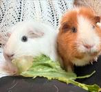 Twee lieve zeugjes inclusief kooi en alles, Dieren en Toebehoren, Knaagdieren, Vrouwelijk, Cavia, Voor 1 juli 2024, Tam