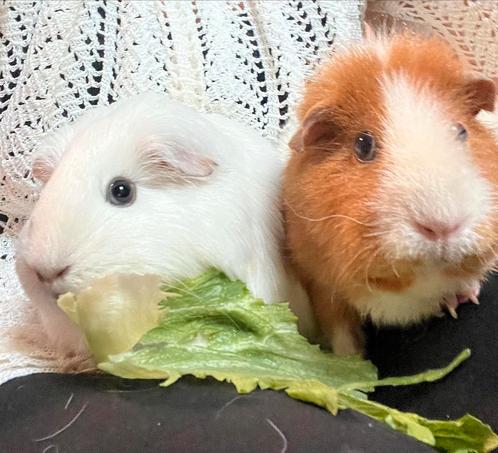 Twee lieve zeugjes inclusief kooi en alles, Dieren en Toebehoren, Knaagdieren, Vrouwelijk, Cavia, Tam