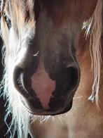 Superlieve Haflinger ruin 1.52m, Dieren en Toebehoren, Paarden, Minder dan 160 cm, Gechipt, Ruin, 3 tot 6 jaar