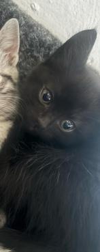 1 lieve kitten te koop!🩶🖤, Dieren en Toebehoren, Katten en Kittens | Overige Katten, Poes, Kortharig, 0 tot 2 jaar