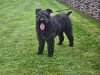 Bouvier stamboom dekreu, Bouvier, Rabiës (hondsdolheid), Reu, Eén hond