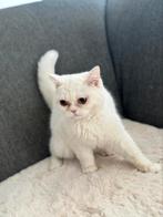 Ik zoek een nieuw thuis voor mijn lieve witte kat., Dieren en Toebehoren, Poes, Ontwormd, 0 tot 2 jaar