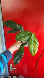 Rhaphidophora puberula variegata, Overige soorten, In pot, Minder dan 100 cm, Groene kamerplant