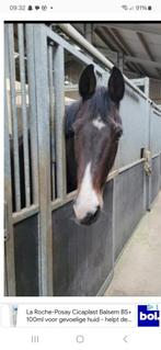 paard, Dieren en Toebehoren, Paarden, Merrie, Z, Dressuurpaard, Ontwormd
