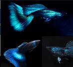 Bleu moscow guppen, Dieren en Toebehoren, Vissen | Aquariumvissen, Vis