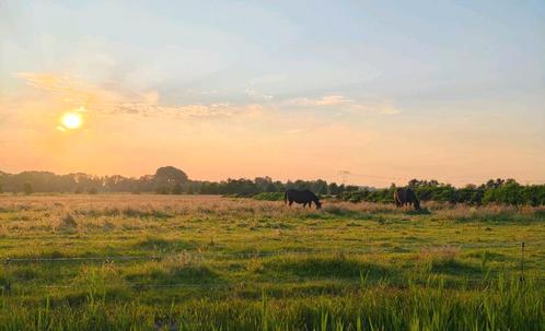 Heb je handje nodig in je tuin? Groningen en omgeving, Dieren en Toebehoren, Stalling en Weidegang