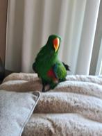 Edel papagaai, Dieren en Toebehoren, Vogels | Parkieten en Papegaaien, Mannelijk, Papegaai, Pratend