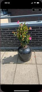 2 zwarte tuinpotten rond geschikt voor binnen en buiten, Ophalen of Verzenden, Zo goed als nieuw, Minder dan 3 meter