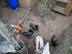 Overjarige kippen, Dieren en Toebehoren, Pluimvee, Vrouwelijk, Kip