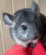 Lieve chinchilla te koop, Dieren en Toebehoren, Knaagdieren, Chinchilla, Juni, Vrouwelijk, Tam