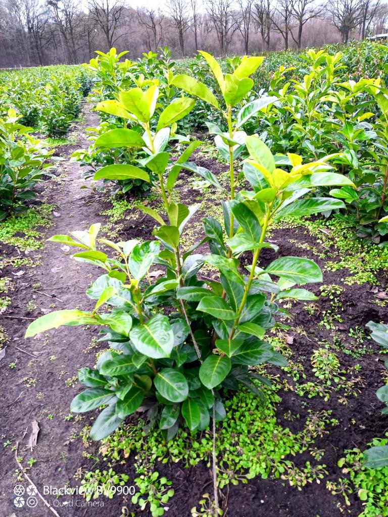 Laurier Prunus Rotundifolia 60-80cm 80-100cm struiken haag, Ophalen of Verzenden, Laurier, Struik, 100 tot 250 cm