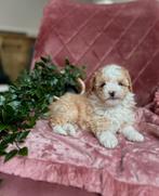 🤎🧡Prachtige kleine maltipoo pups 🤎🧡, Dieren en Toebehoren, Honden | Chihuahua's en Gezelschapshonden, Poedel, CDV (hondenziekte)