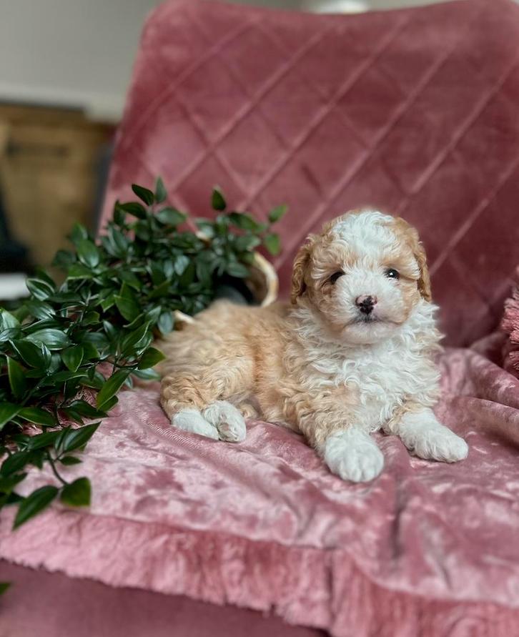 🤎🧡Prachtige kleine maltipoo pups 🤎🧡, Dieren en Toebehoren, Honden | Chihuahua's en Gezelschapshonden, Meerdere dieren, Poedel