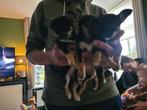 Nog 3 chihauhau TeefjesWe hebben 3 mooie chihauhau puppies., CDV (hondenziekte), 8 tot 15 weken, Teef, Meerdere